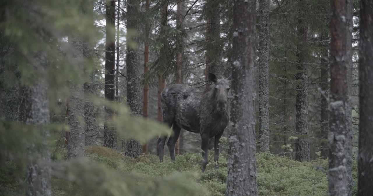 Stilleben Hotell Åmot Eksteriør bilde